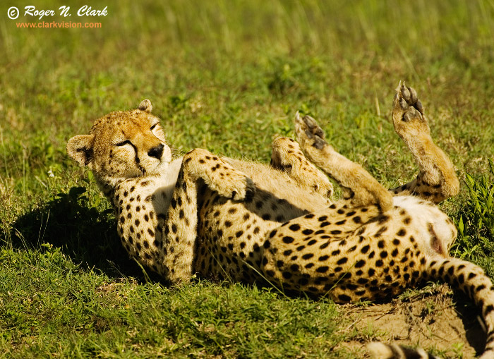 cats cheetah