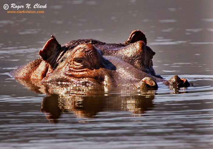 image hippopotamus.c01.28.2007.JZ3F3706b-700.jpg is Copyrighted by Roger N. Clark, www.clarkvision.com