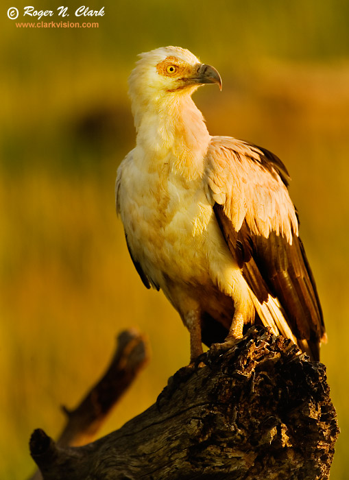 Palm Vulture