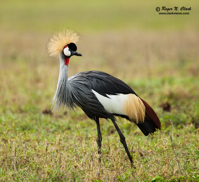 image crowned.cranes.c01.27.2009._mg_3288.b-800.jpg is Copyrighted by Roger N. Clark, www.clarkvision.com