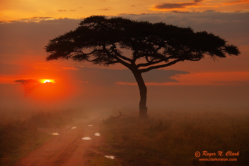 foggy.serengeti.sunrise.c01.21.2009._mg_0867.c-800.jpg