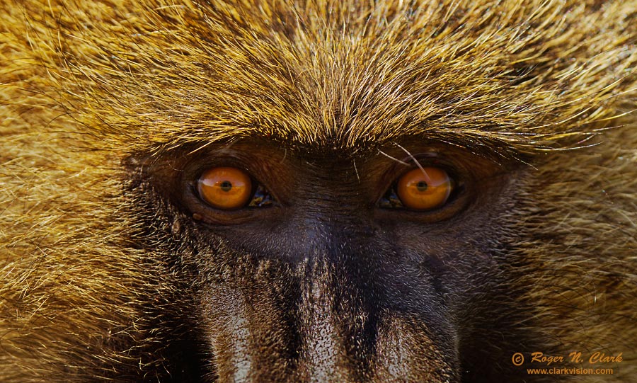 image baboon.eyes.c45i7956.e-900.jpg is Copyrighted by Roger N. Clark, www.clarkvision.com