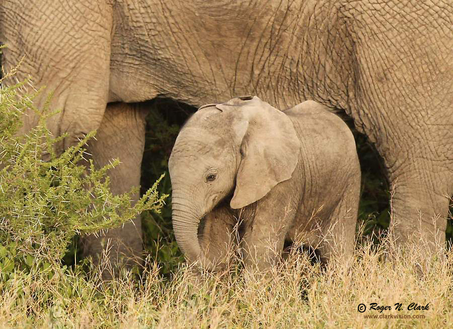 image elephant.baby.c02.19.2011.C45I2932.b.jpg is Copyrighted by Roger N. Clark, www.clarkvision.com