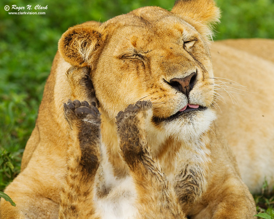 Mom And Cub