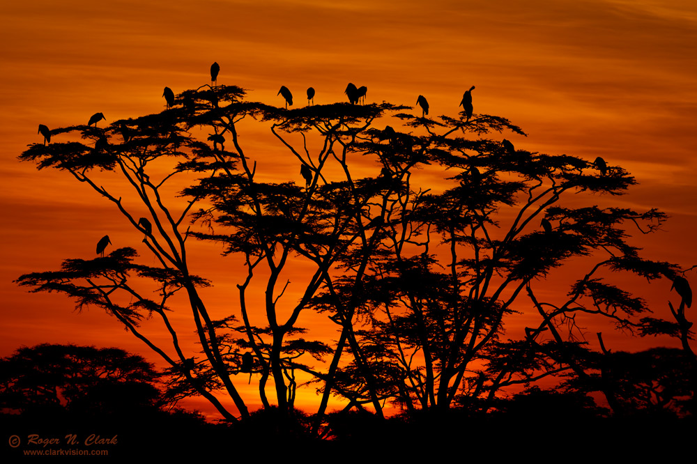 image serengeti.sunrise.trees.and.birds.c02.24.2011.c45i5745-63.d-crop2-1000.jpg is Copyrighted by Roger N. Clark, www.clarkvision.com