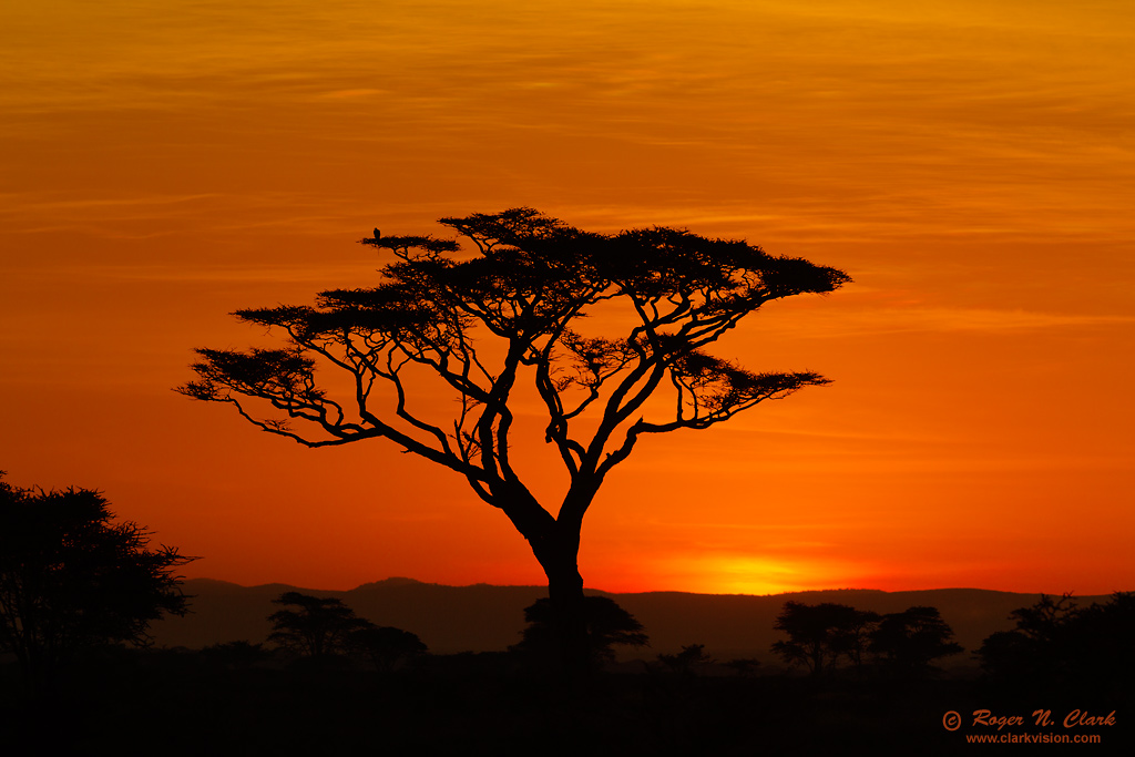 image serengeti.sunrise.c02.20.2013.C45I5948.b-1024.jpg is Copyrighted by Roger N. Clark, www.clarkvision.com