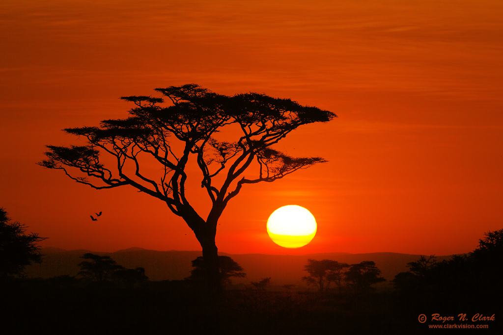 image serengeti.sunrise.c02.20.2013.C45I5997.b-1024.jpg is Copyrighted by Roger N. Clark, www.clarkvision.com