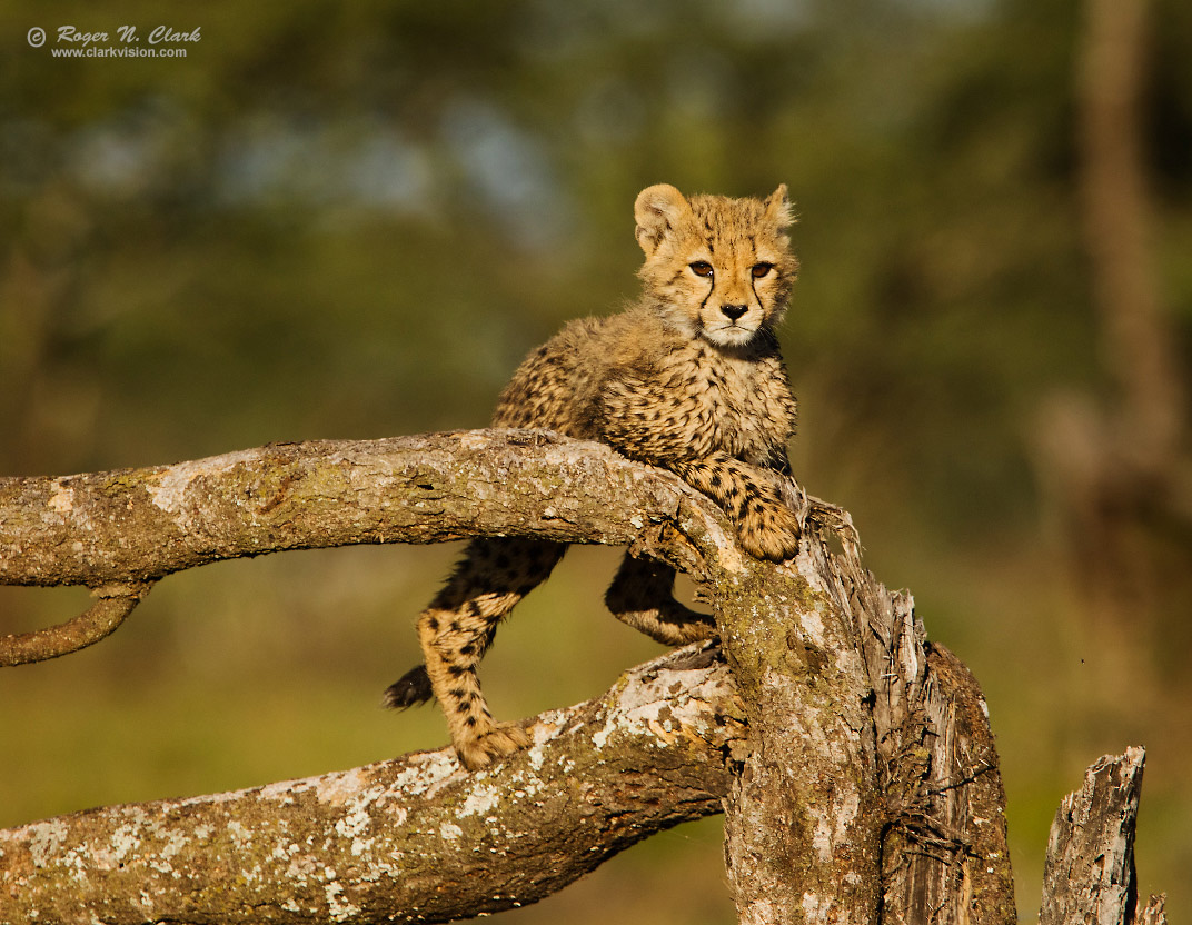 image cheetah.cub.c02.20.2015.0J6A4530.d-1072s.jpg is Copyrighted by Roger N. Clark, www.clarkvision.com