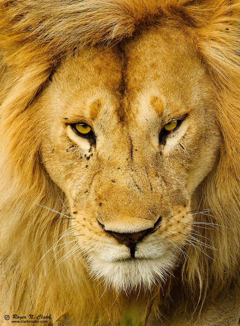 image male.lion.c02.18.2015.0J6A3684_d-c1s.jpg is Copyrighted by Roger N. Clark, www.clarkvision.com