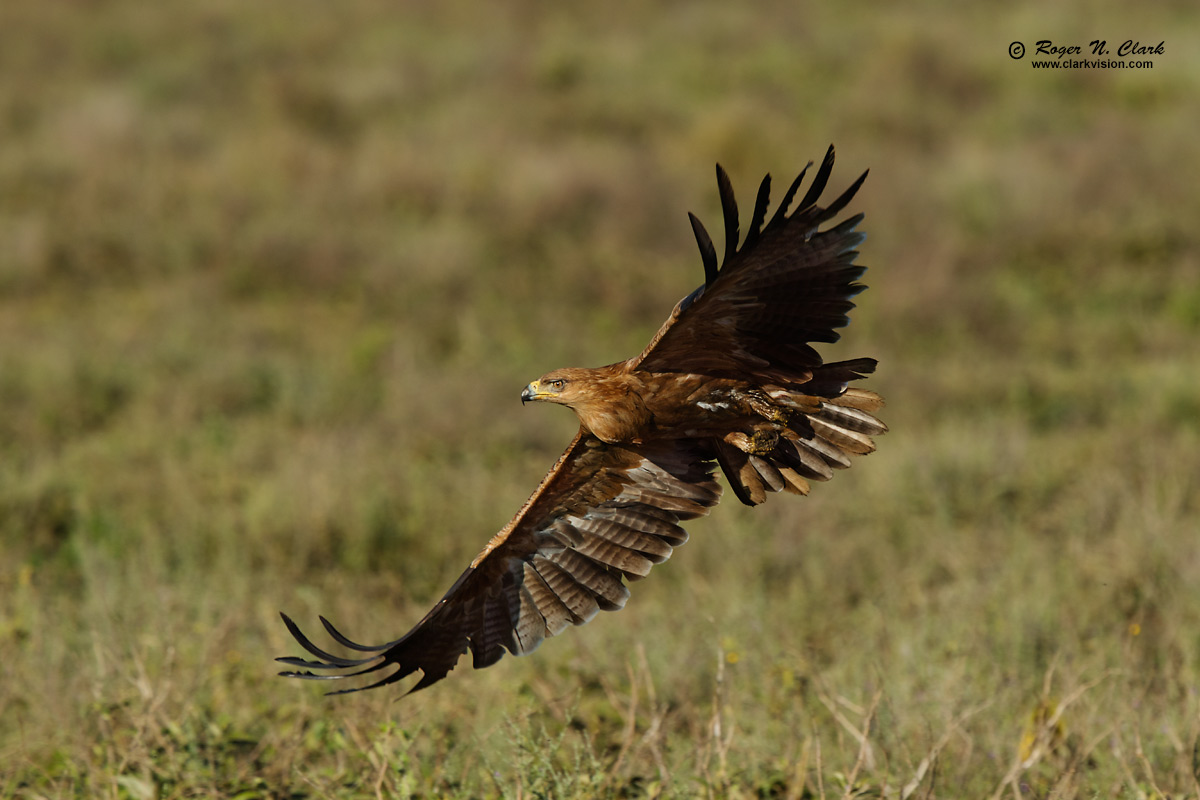 image tawny.eagle.c02.19.2015.0J6A3935_b-1200s.jpg is Copyrighted by Roger N. Clark, www.clarkvision.com