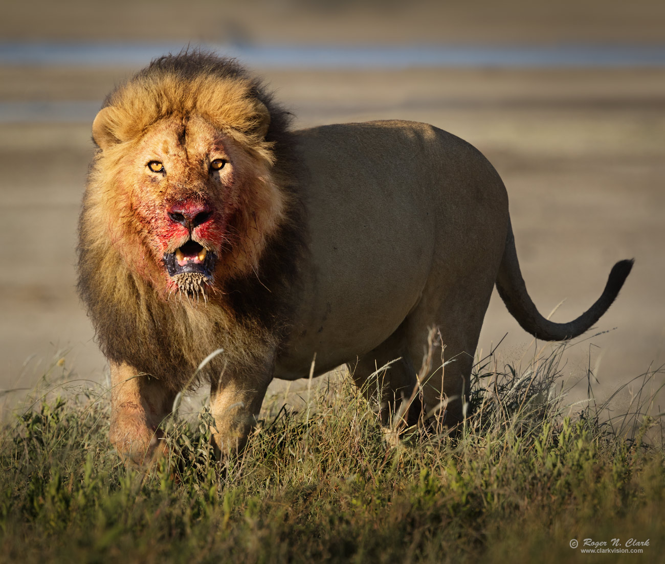 image lion.male.c02.15.2018.0J6A1732+27.g-1300s.jpg is Copyrighted by Roger N. Clark, www.clarkvision.com