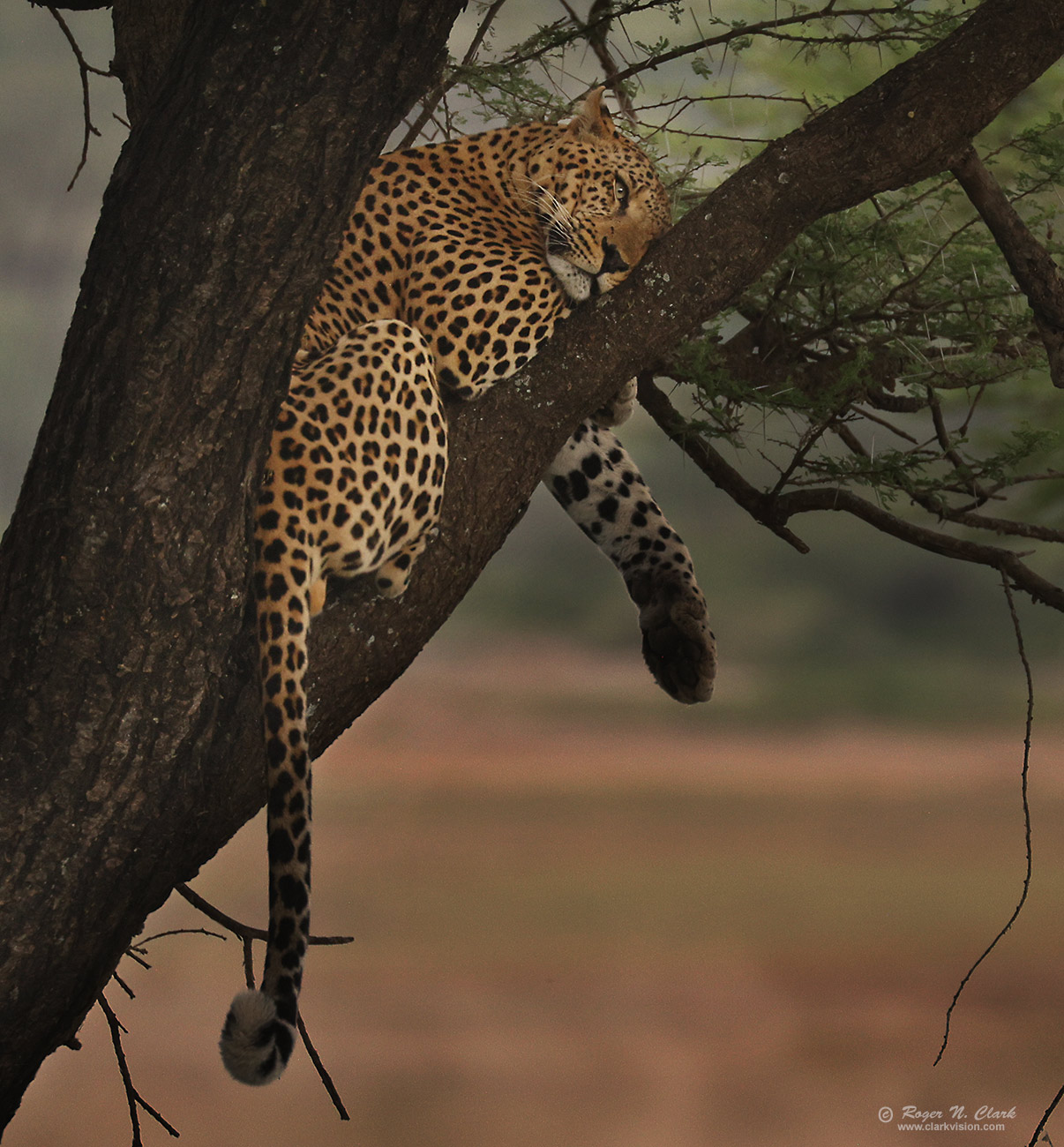image leopard-in-tree-c02-19-2024-4C3A1501-c-1300s.jpg is Copyrighted by Roger N. Clark, www.clarkvision.com