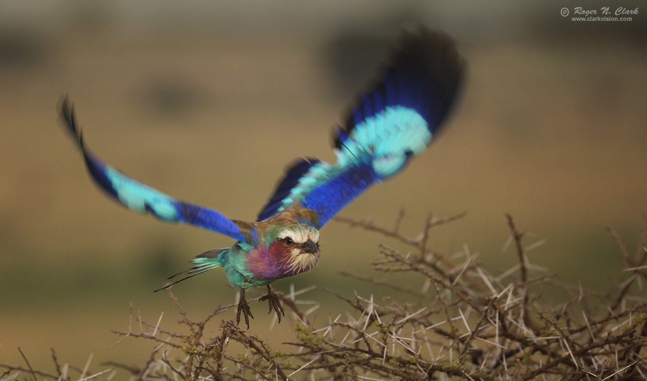 image lilac-breasted-roller-in-flight-4C3A3264-c-1300s.jpg is Copyrighted by Roger N. Clark, www.clarkvision.com
