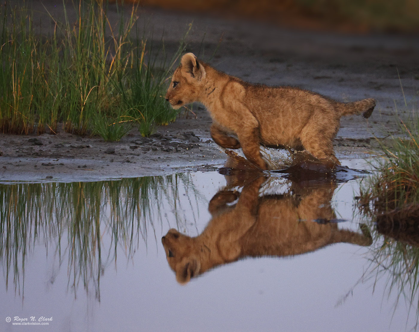 image lion-cub-running-reflection-c02-20-2024-4C3A1814-b-1400s.jpg is Copyrighted by Roger N. Clark, www.clarkvision.com