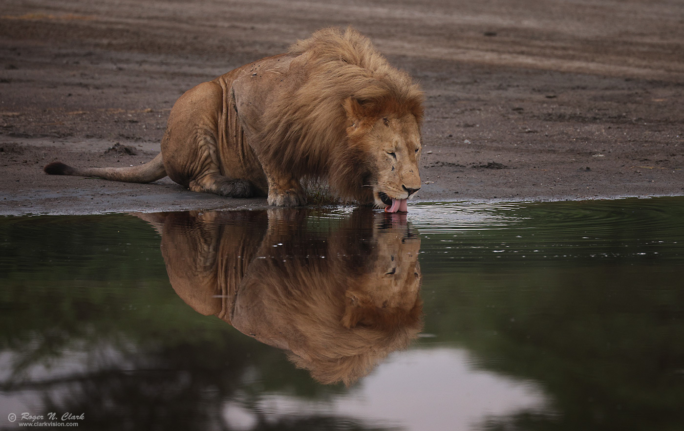 image male-lion-drinking-reflection-c02-19-2024-4C3A1248-c-1400s.jpg is Copyrighted by Roger N. Clark, www.clarkvision.com