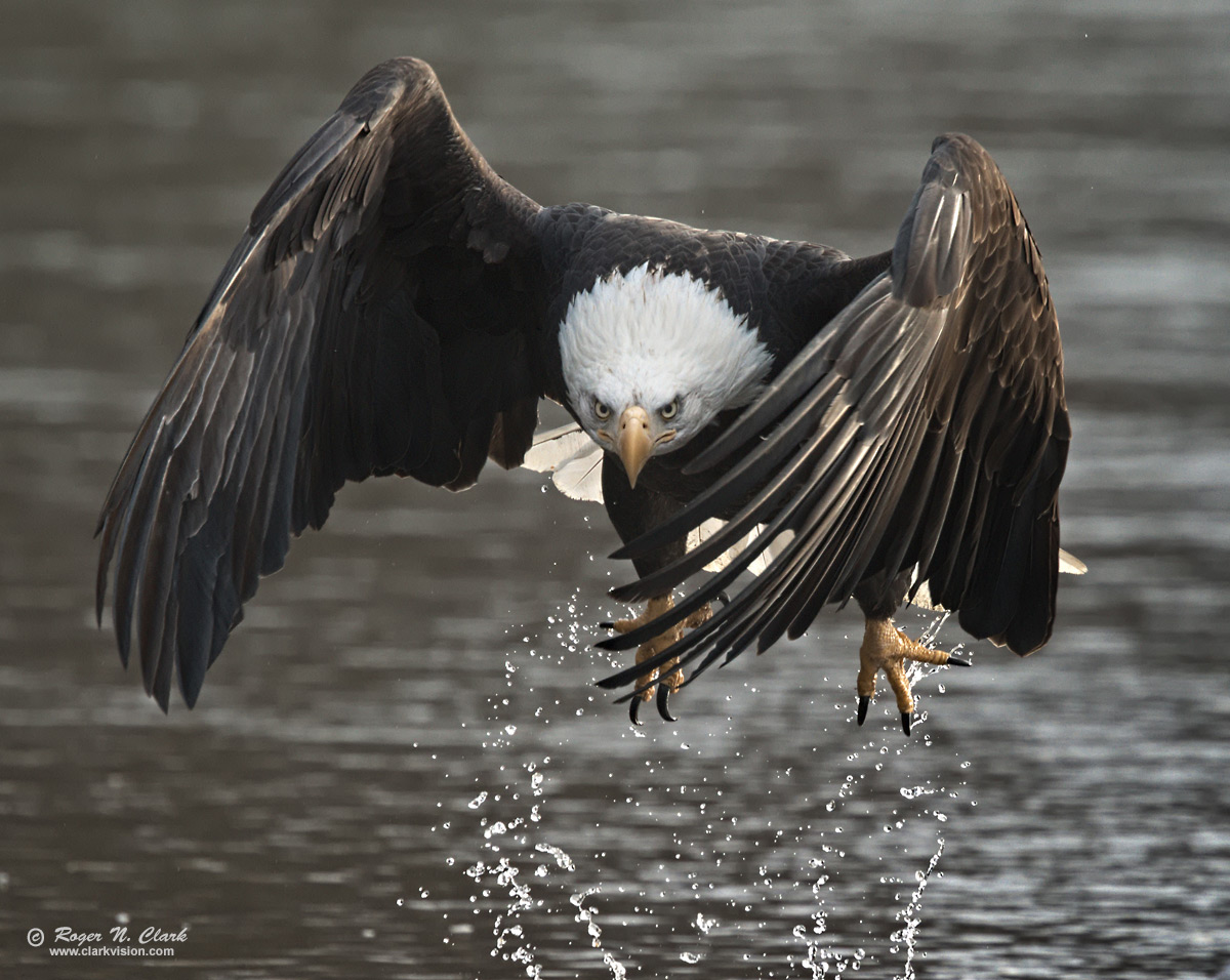 image bald.eagle.rnclark-c11-05-2019-IMG_1462-rth.b-c1-1200s.jpg is Copyrighted by Roger N. Clark, www.clarkvision.com