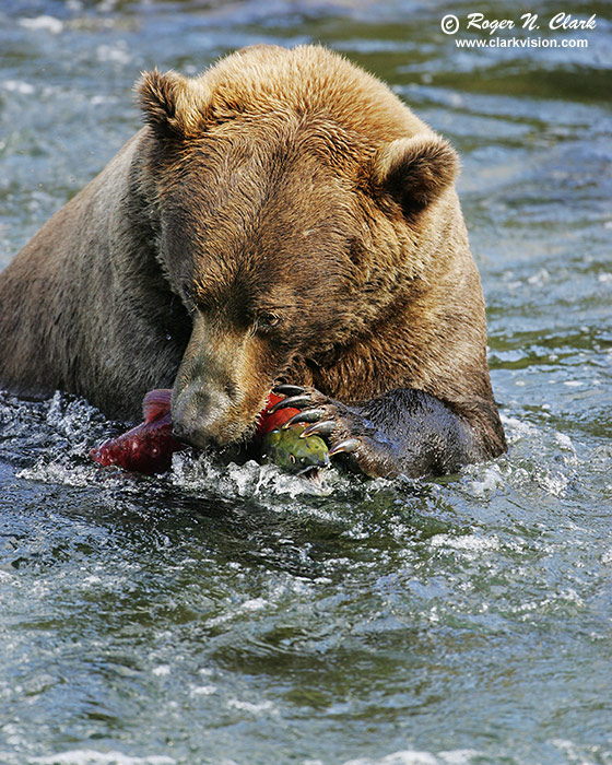 Bear Eating
