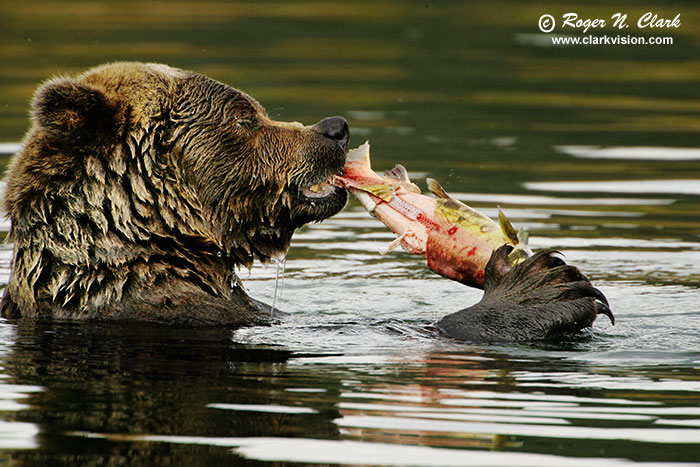 Brown Bears Eating