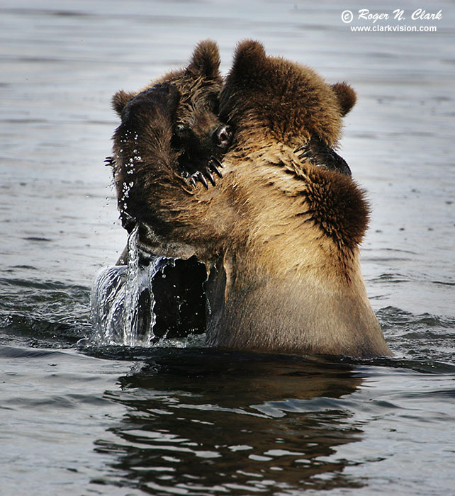 Bear Hugging Bear