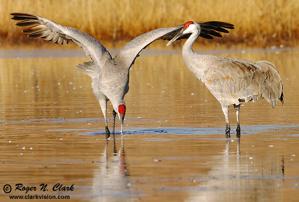 image c12.16.2002.IMG_1292.courting.cranes.close.b-600.jpg is Copyrighted by Roger N. Clark, www.clarkvision.com