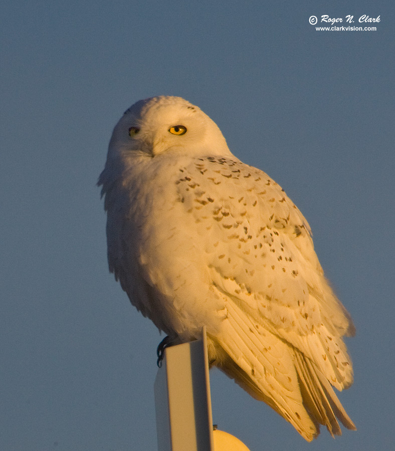 image snowy.owl.c01.18.2010.jz3f1122.b-900.jpg is Copyrighted by Roger N. Clark, www.clarkvision.com