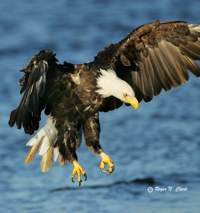 picture of an eagle