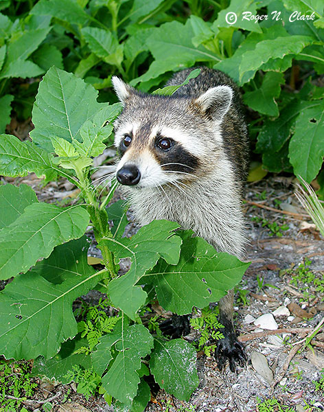 image racoon.c03.03.2004.IMG_9243.c-600.jpg is Copyrighted by Roger N. Clark, www.clarkvision.com