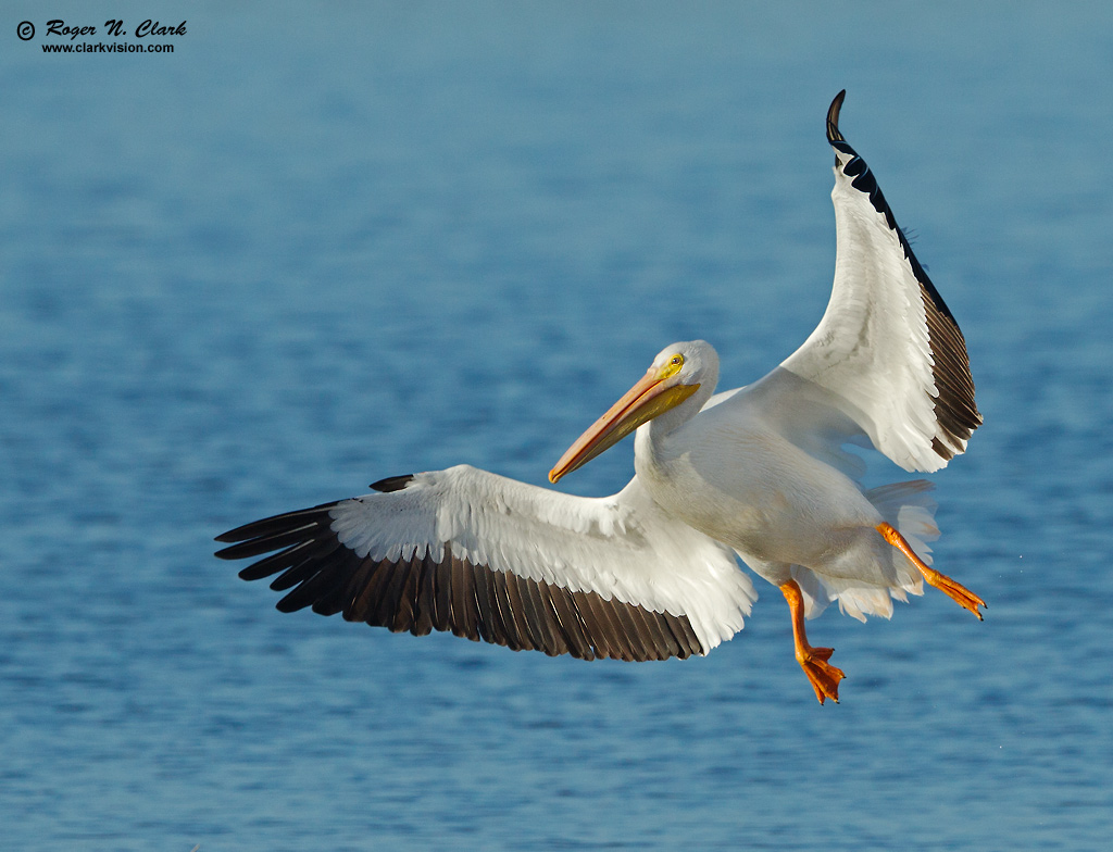 image white.pelican.c01.01.2013.C45I7634.e-1024.jpg is Copyrighted by Roger N. Clark, www.clarkvision.com