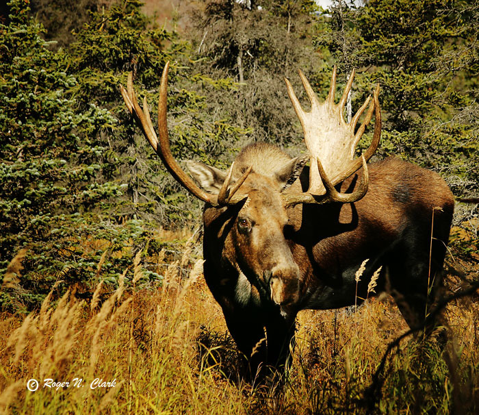 moose.c09.12.2004.JZ3F5185.b-700.jpg