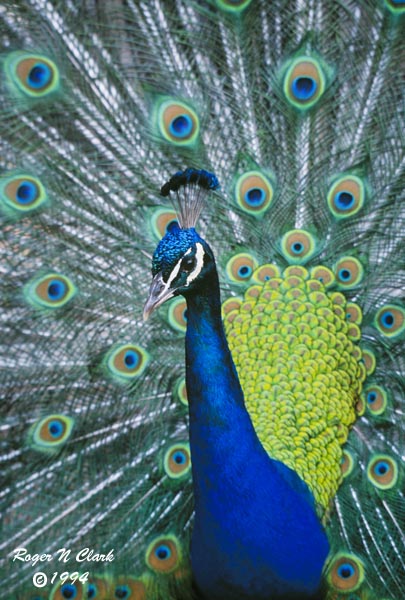 image c110694_02_14a-peacock.jpg is Copyrighted by Roger N. Clark, www.clarkvision.com