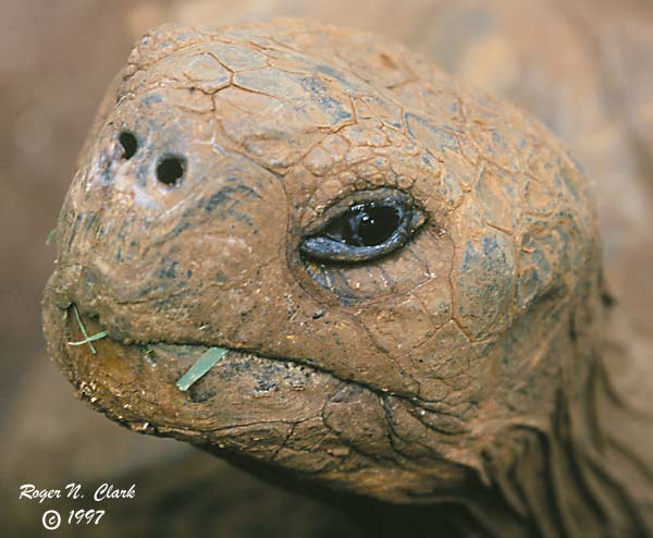image c120497.03.04a-600.galapagos.tortoise.jpg is Copyrighted by Roger N. Clark, www.clarkvision.com