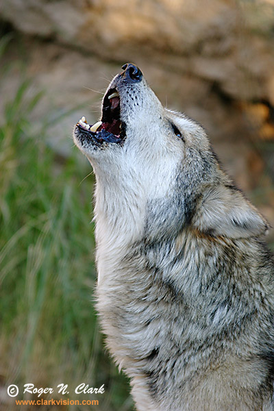 Wolf Photos
