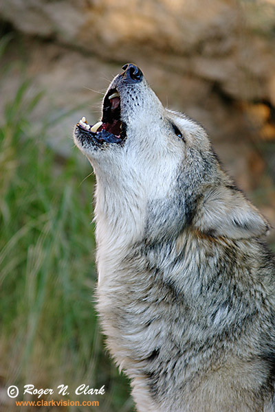 http://clarkvision.com/galleries/images.wolves/web/wolf.c02.08.2004.img_6940b-600.jpg