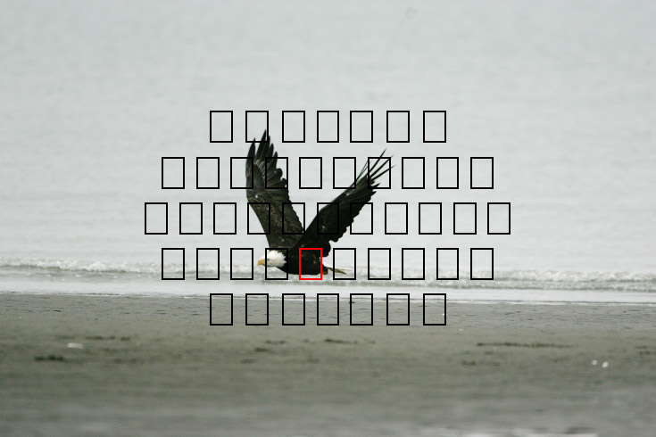 image eagle.09.15.2008.jz3f3022.af-b.jpg