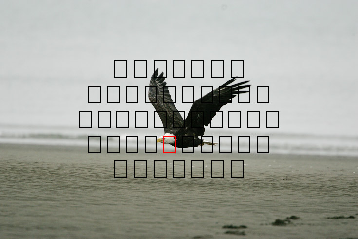 image eagle.09.15.2008.jz3f3031.af-b.jpg