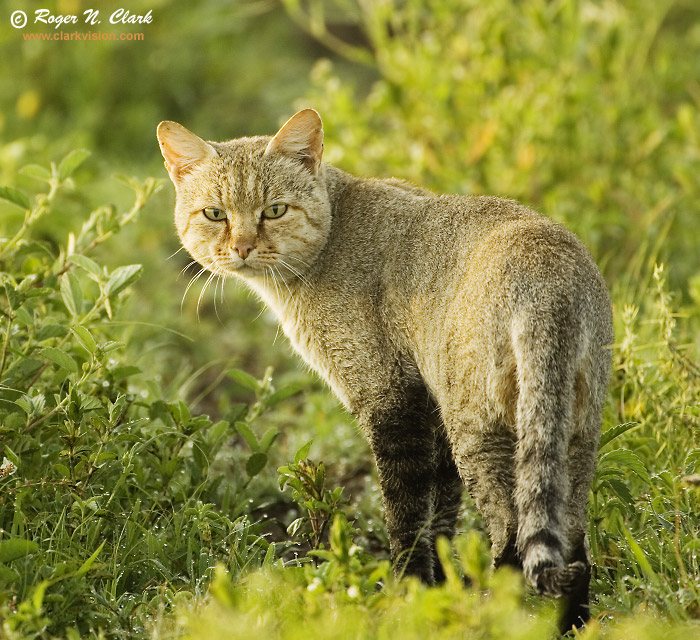 image african.wild.cat.c01.26.2007.JZ3F2226c-700.jpg is Copyrighted by Roger N. Clark, www.clarkvision.com