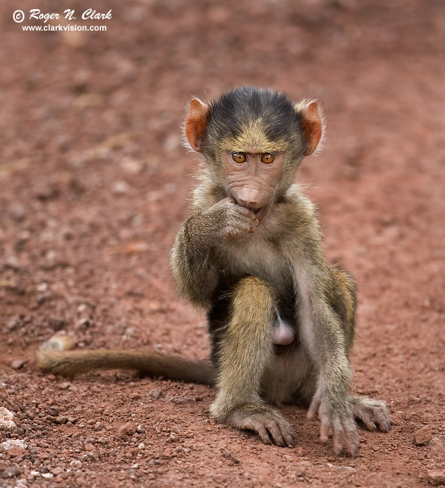 image baboon.c01.17.2007.JZ3F6949b-700.jpg is Copyrighted by Roger N. Clark, www.clarkvision.com