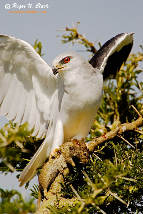 image black-shouldered.kite.c01.25.2007.JZ3F1870b-700.jpg is Copyrighted by Roger N. Clark, www.clarkvision.com