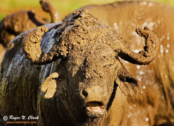 image cape.buffalo.c01.26.2007.JZ3F2720b-700.jpg is Copyrighted by Roger N. Clark, www.clarkvision.com