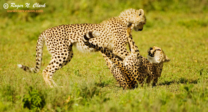 image cheetah.c01.26.2007.JZ3F2429b-700.jpg is Copyrighted by Roger N. Clark, www.clarkvision.com