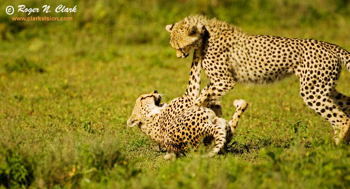 image cheetah.c01.26.2007.JZ3F2441b-700.jpg is Copyrighted by Roger N. Clark, www.clarkvision.com