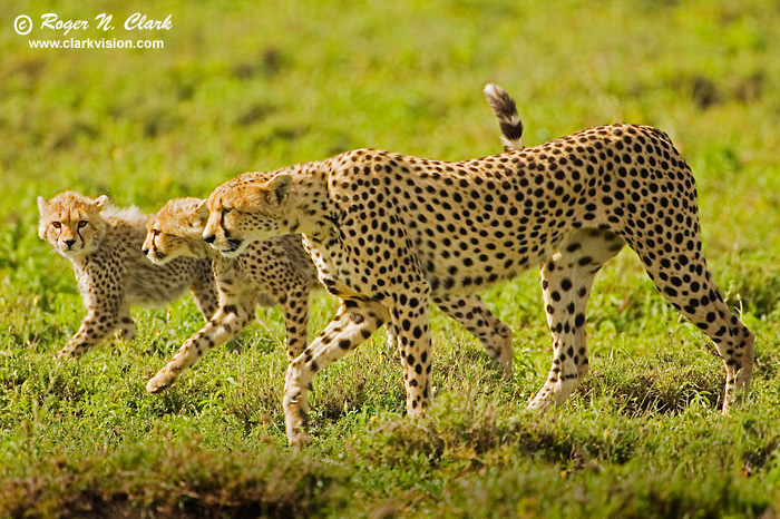 image cheetahs.c01.26.2007.JZ3F2507.b-700.jpg is Copyrighted by Roger N. Clark, www.clarkvision.com