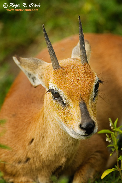 image duiker.c01.21.2007.JZ3F8735b-700.jpg is Copyrighted by Roger N. Clark, www.clarkvision.com