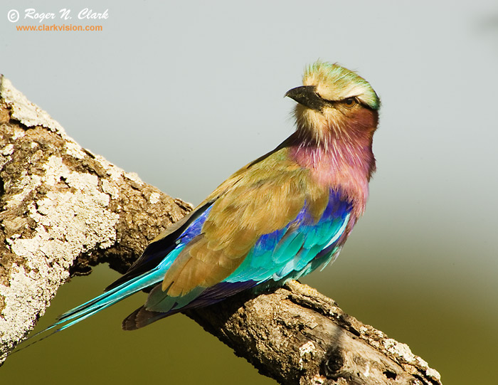 image lilac-breasted.roller.c01.24.2007.JZ3F1238.b-700.jpg is Copyrighted by Roger N. Clark, www.clarkvision.com