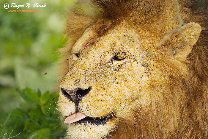 700+] Lion Pictures