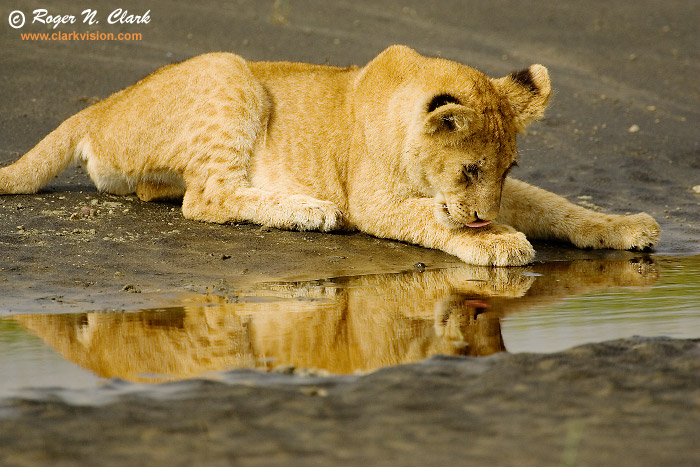 700+] Lion Pictures