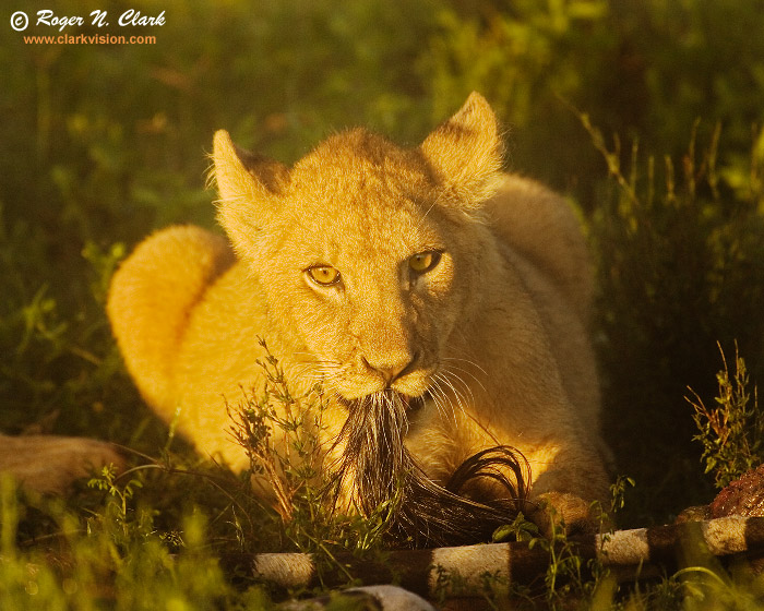 image lion.cub.c01.23.2007.JZ3F0415b-700.jpg is Copyrighted by Roger N. Clark, www.clarkvision.com