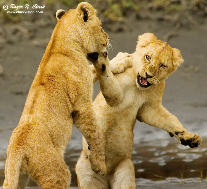 baby lions fighting