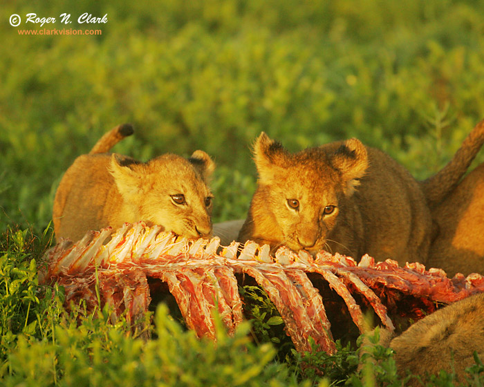 image lion.cubs.c01.23.2007.JZ3F0356b-700.jpg is Copyrighted by Roger N. Clark, www.clarkvision.com