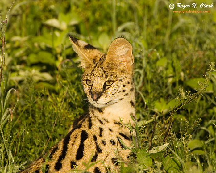 image serval.cat.c01.25.2007.JZ3F1688b-700.jpg is Copyrighted by Roger N. Clark, www.clarkvision.com